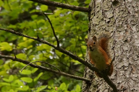 09-01g_Red Squirrel near Lutsen beach